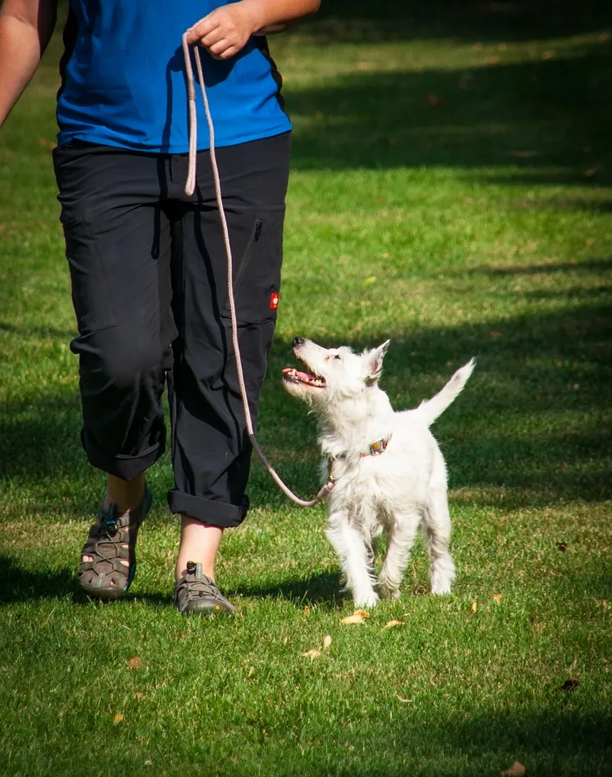 Melhor Alimentação para Cães com Pele Seca: Um Guia Completo