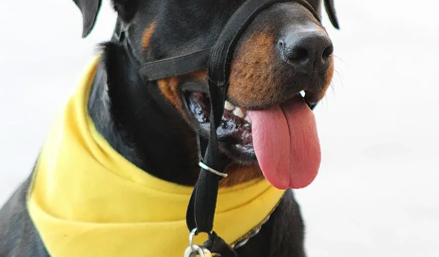 Melhor Alimentação para Cães com Pele Seca: Um Guia Completo
