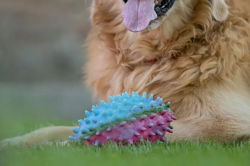 Melhor Alimentação para Cães com Pele Seca: Um Guia Completo