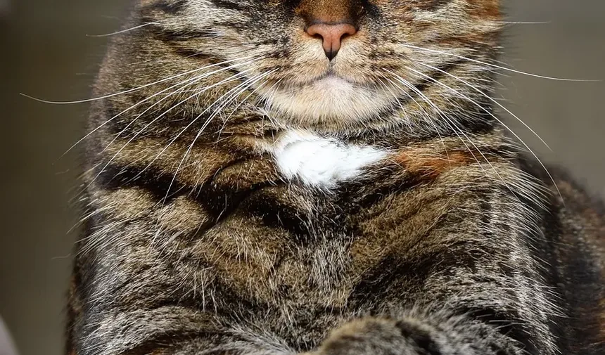 Melhor Comida para Gatinhos com Diarreia: Um Guia Abrangente
