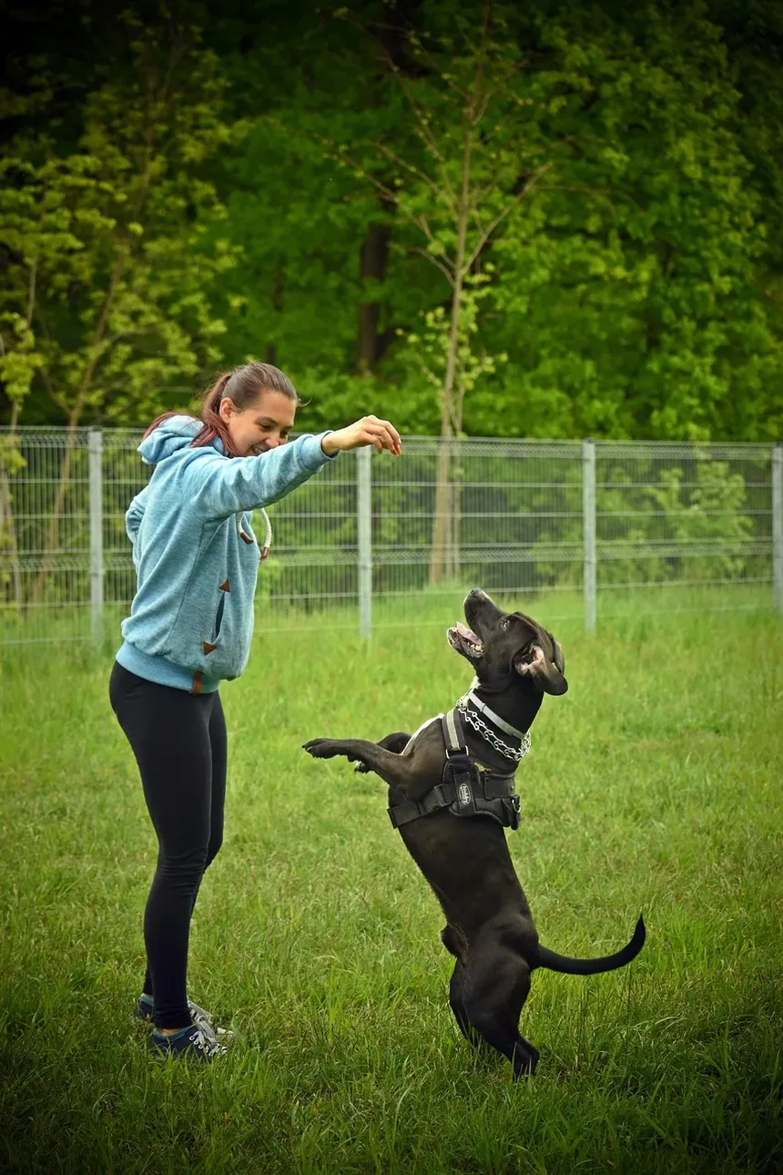 Melhores Suplementos para Cães com IVDD: Um Guia Completo