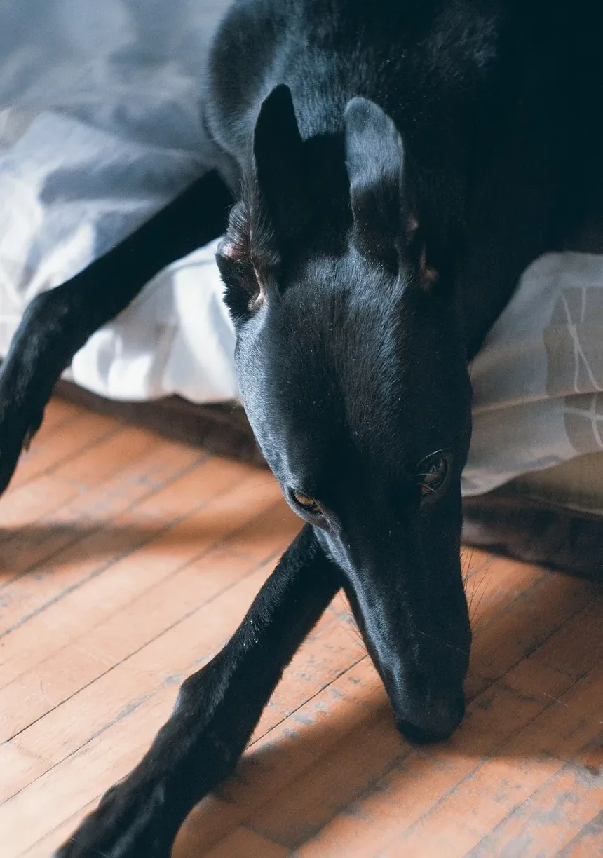 Melhores Suplementos para Cães com IVDD: Um Guia Completo