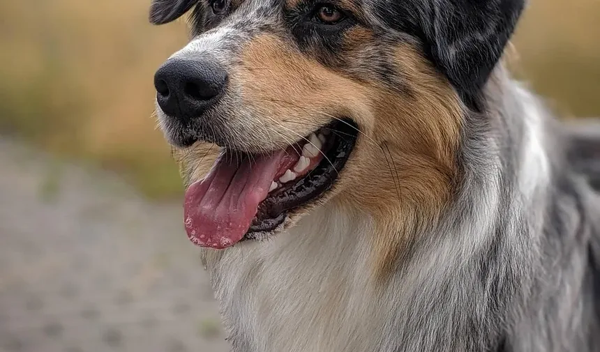 Melhores Suplementos para Cães com IVDD: Um Guia Completo