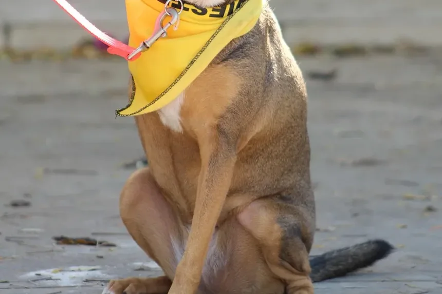 Melhores Suplementos para Cães com IVDD: Um Guia Completo