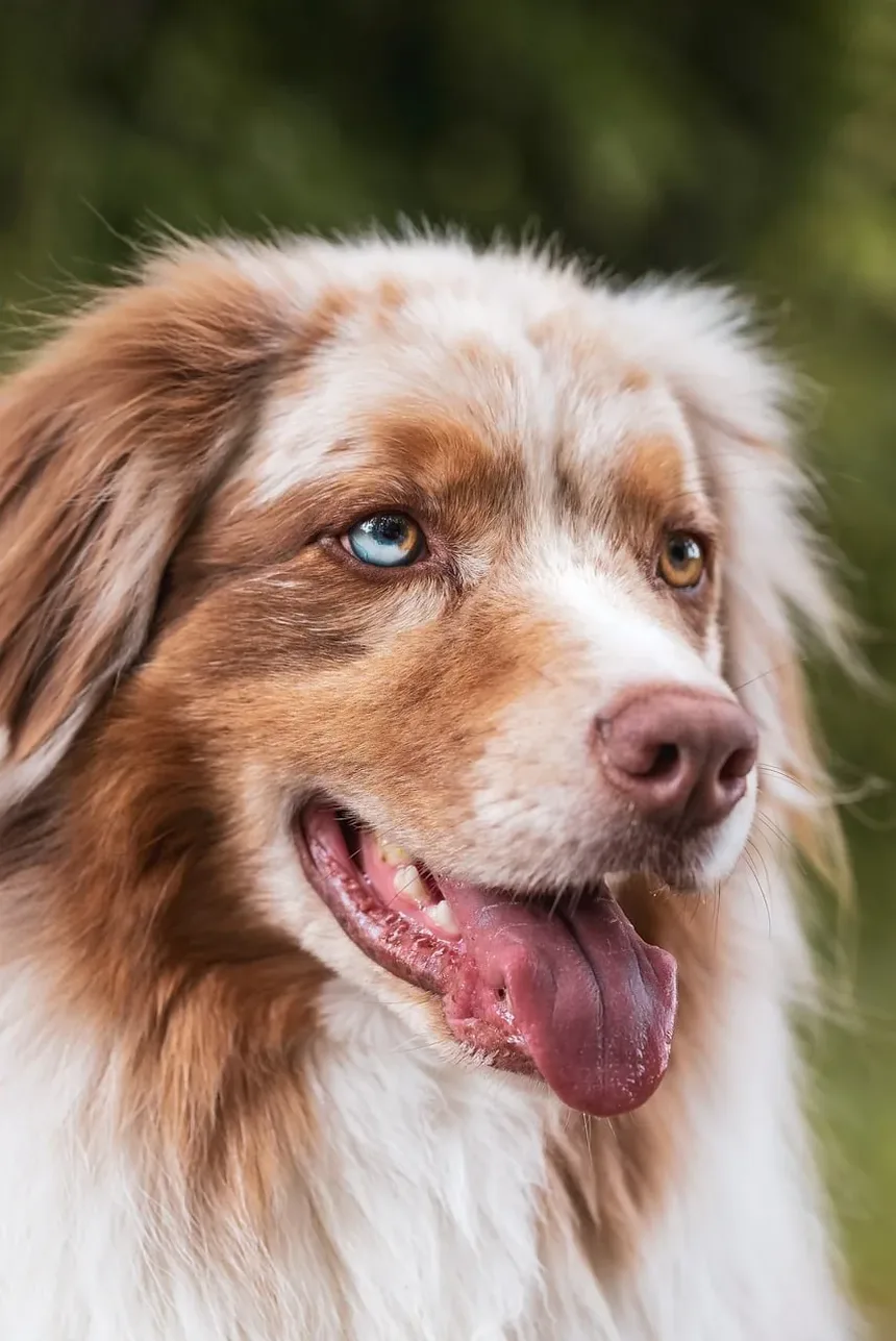 Melhor Vitamina para Cães com Problemas de Levedura: Um Guia Completo