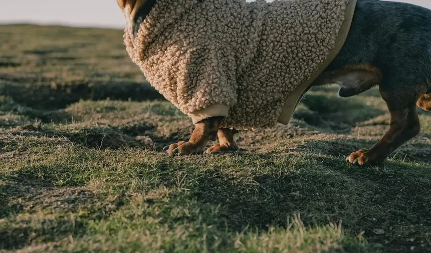 Melhor Vitamina para Cães com Problemas de Levedura: Um Guia Completo