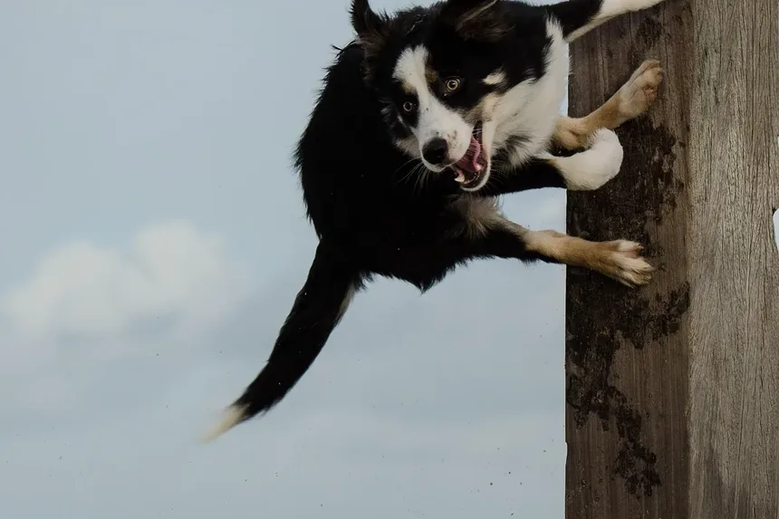 Melhor Vitamina para Cães com Problemas de Levedura: Um Guia Completo