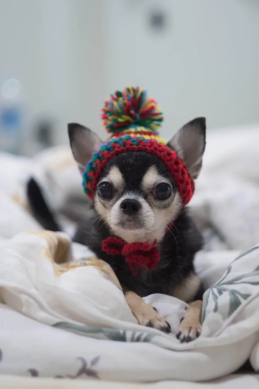 Melhores Vitaminas para Cães com Coceira na Pele