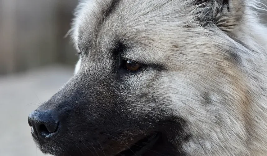Melhores Vitaminas para Cães com Coceira na Pele