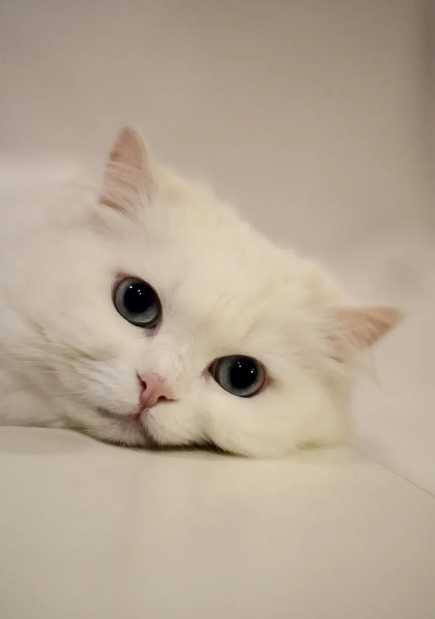 A Melhor Maneira de Tosa um Gato com Nós: Um Guia Completo