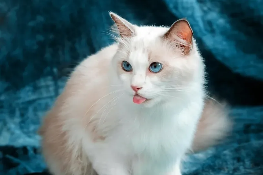 A Melhor Maneira de Tosa um Gato com Nós: Um Guia Completo