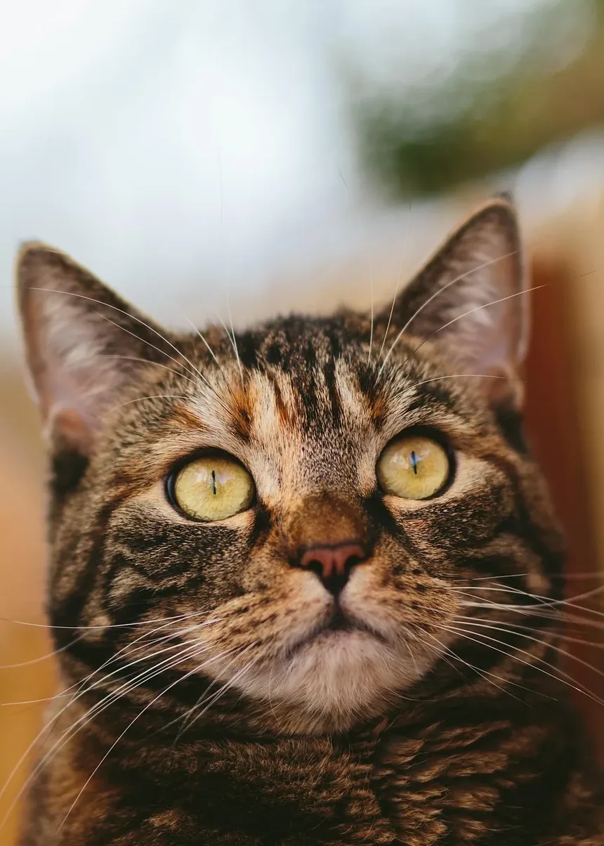 Gato Deixando Pequenas Gotas de Sangue: Causas e Soluções