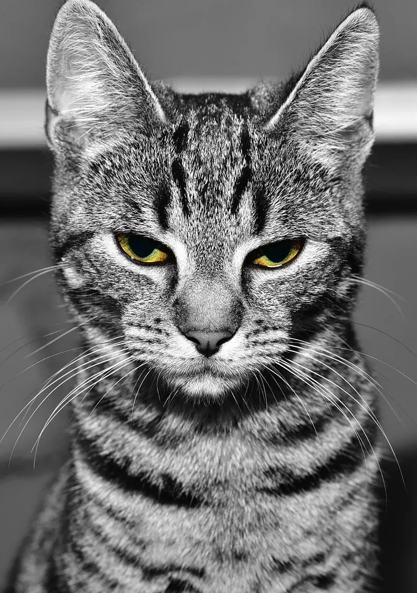 Gato Deixando Pequenas Gotas de Sangue: Causas e Soluções