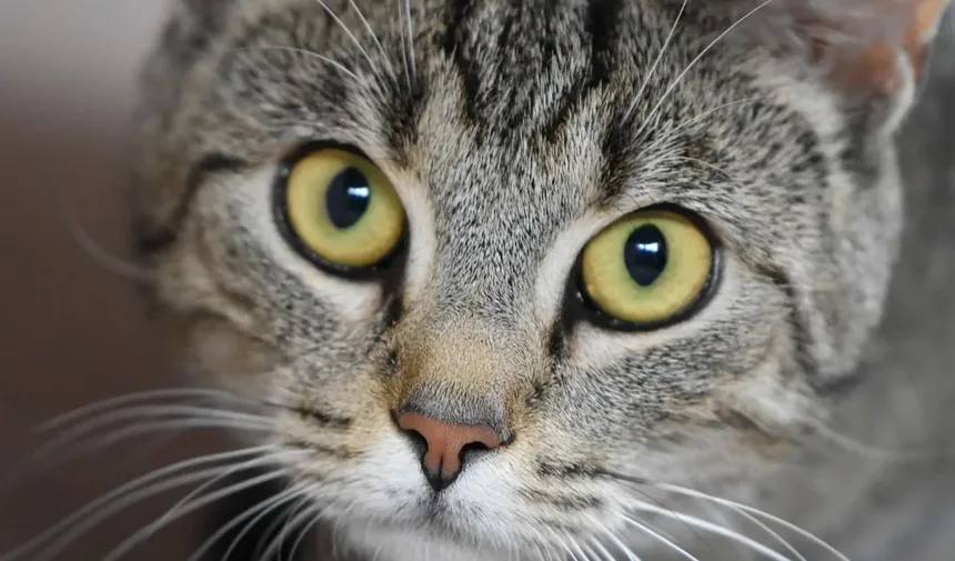 Gato Deixando Pequenas Gotas de Sangue: Causas e Soluções