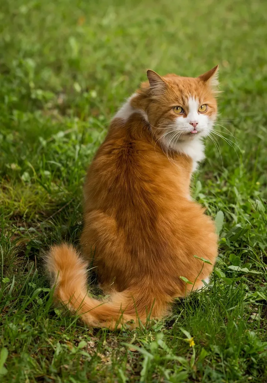 Cronograma e Custo da Vacinação para Gatos: Um Guia Completo