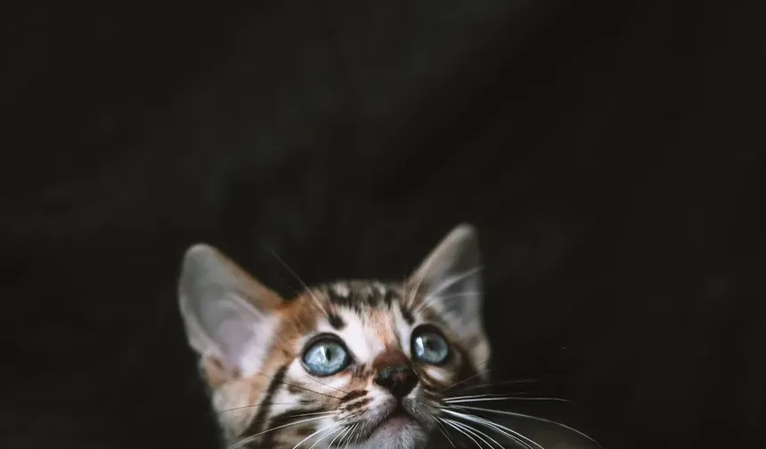Cronograma e Custo da Vacinação para Gatos: Um Guia Completo