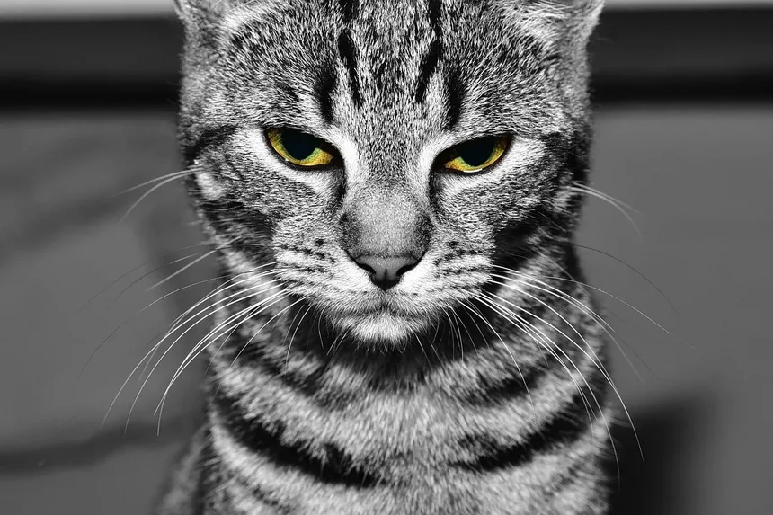 Cronograma e Custo da Vacinação para Gatos: Um Guia Completo