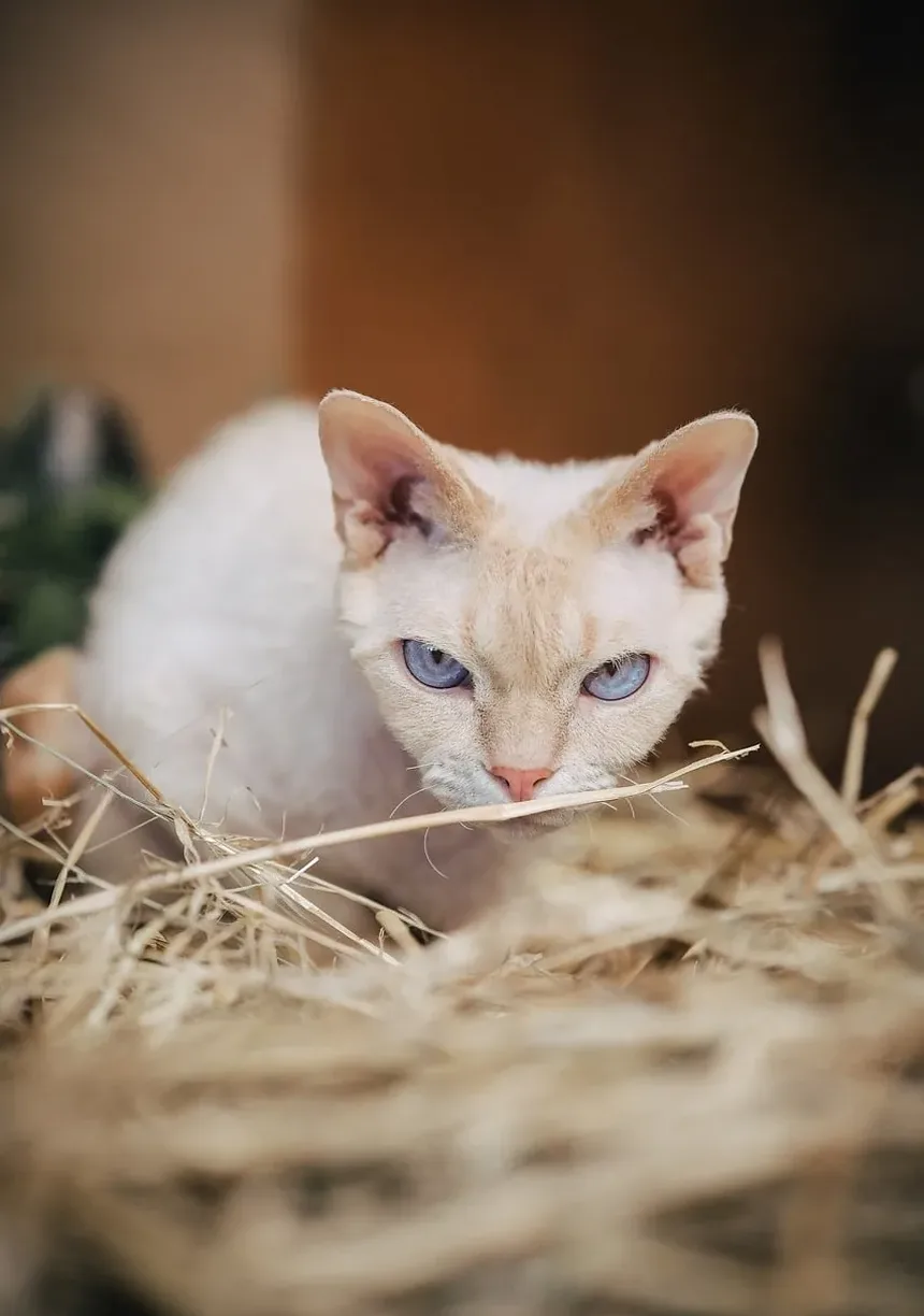 Causas da Queda de Pelo em Gatos: Entendendo a Alopecia Felina