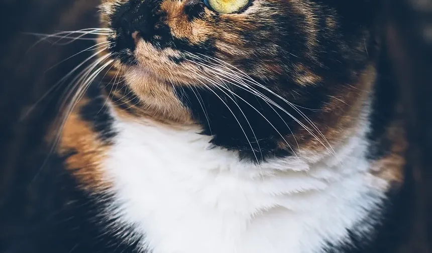 Causas da Queda de Pelo em Gatos: Entendendo a Alopecia Felina