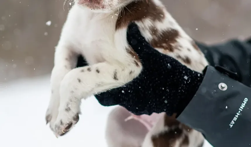 Principais Gatilhos de Alergias em Cães: Compreendendo e Gerenciando as Alergias do Seu Companheiro Canino
