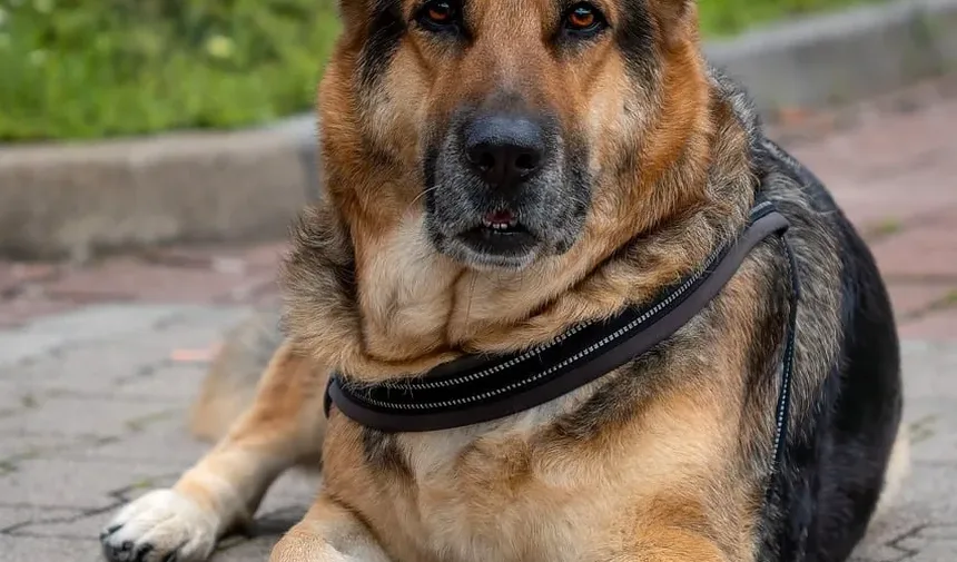 Raças de Cães Difíceis de Treinar para Fazer as Necessidades: Compreendendo os Desafios