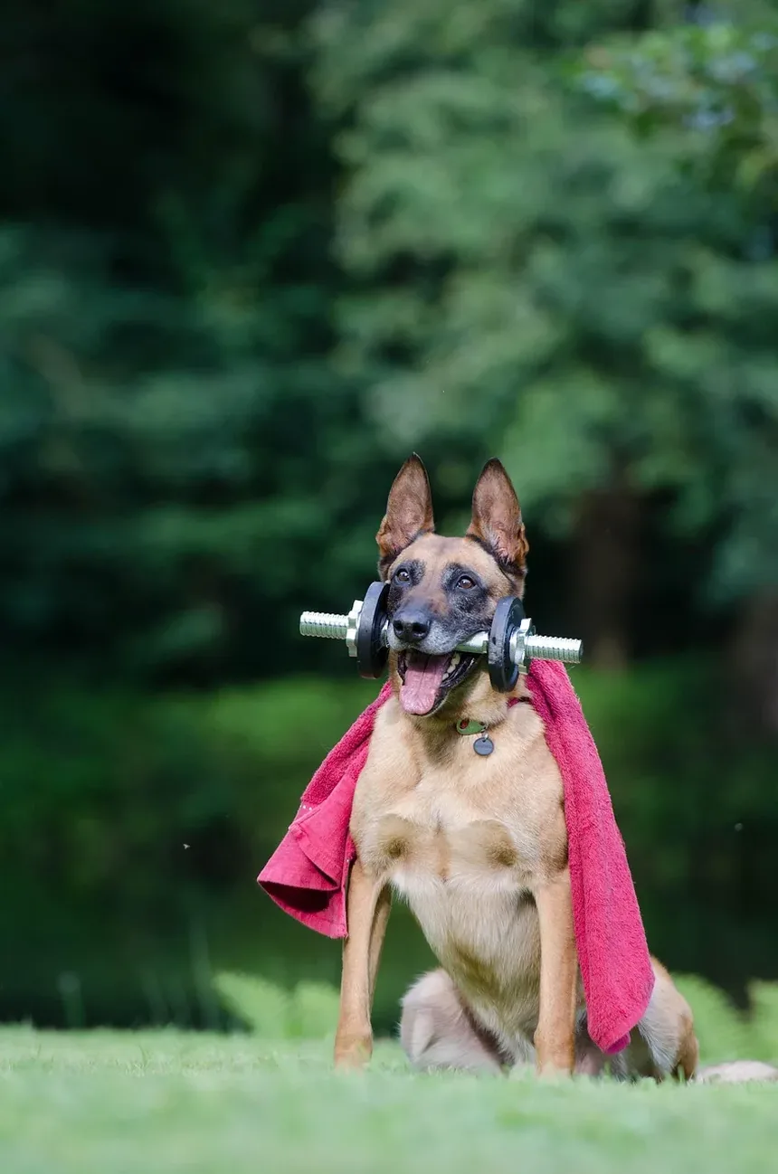Dicas e Truques Essenciais de Higiene para Cães para Todo Dono de Pet