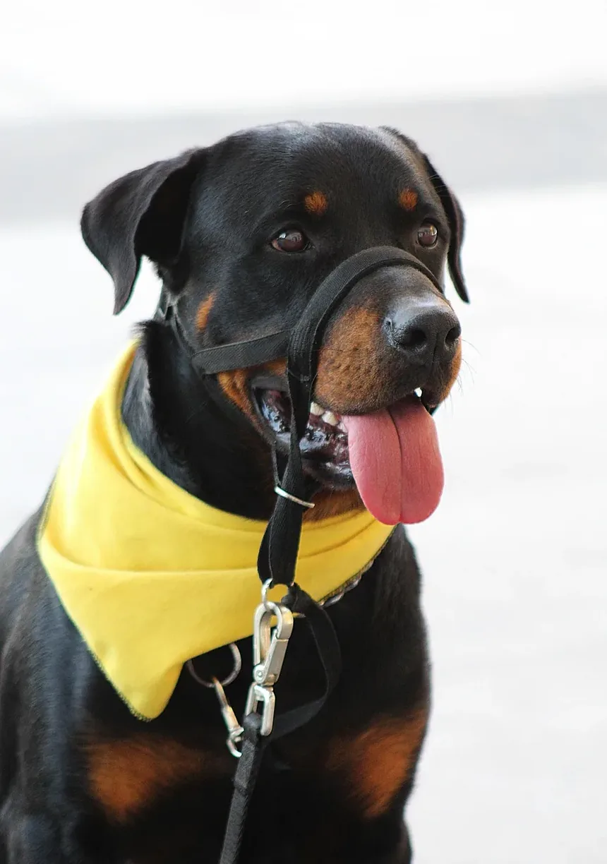 Dicas e Truques Essenciais de Higiene para Cães para Todo Dono de Pet