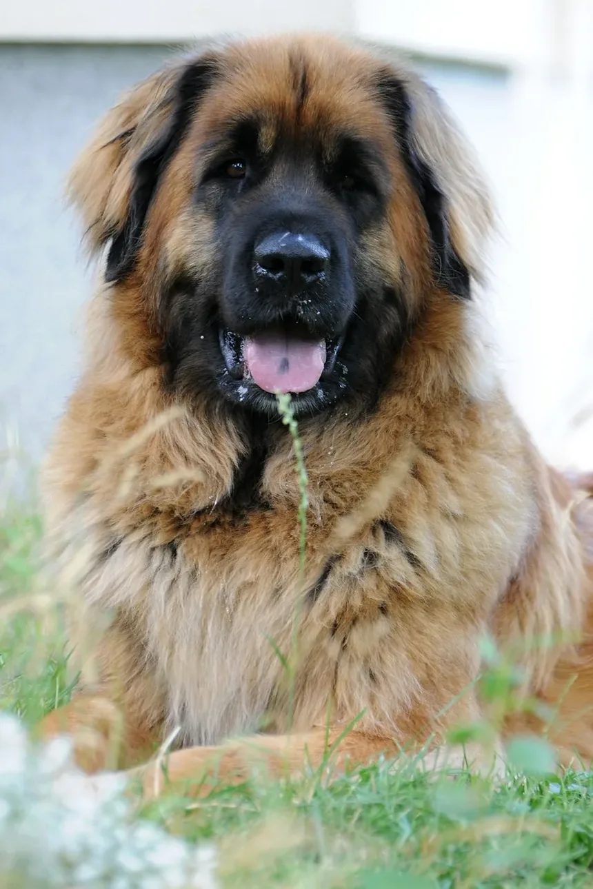 Remédios Caseiros para Dermatite de Hera Venenosa em Cães: Soluções Eficazes para Alívio