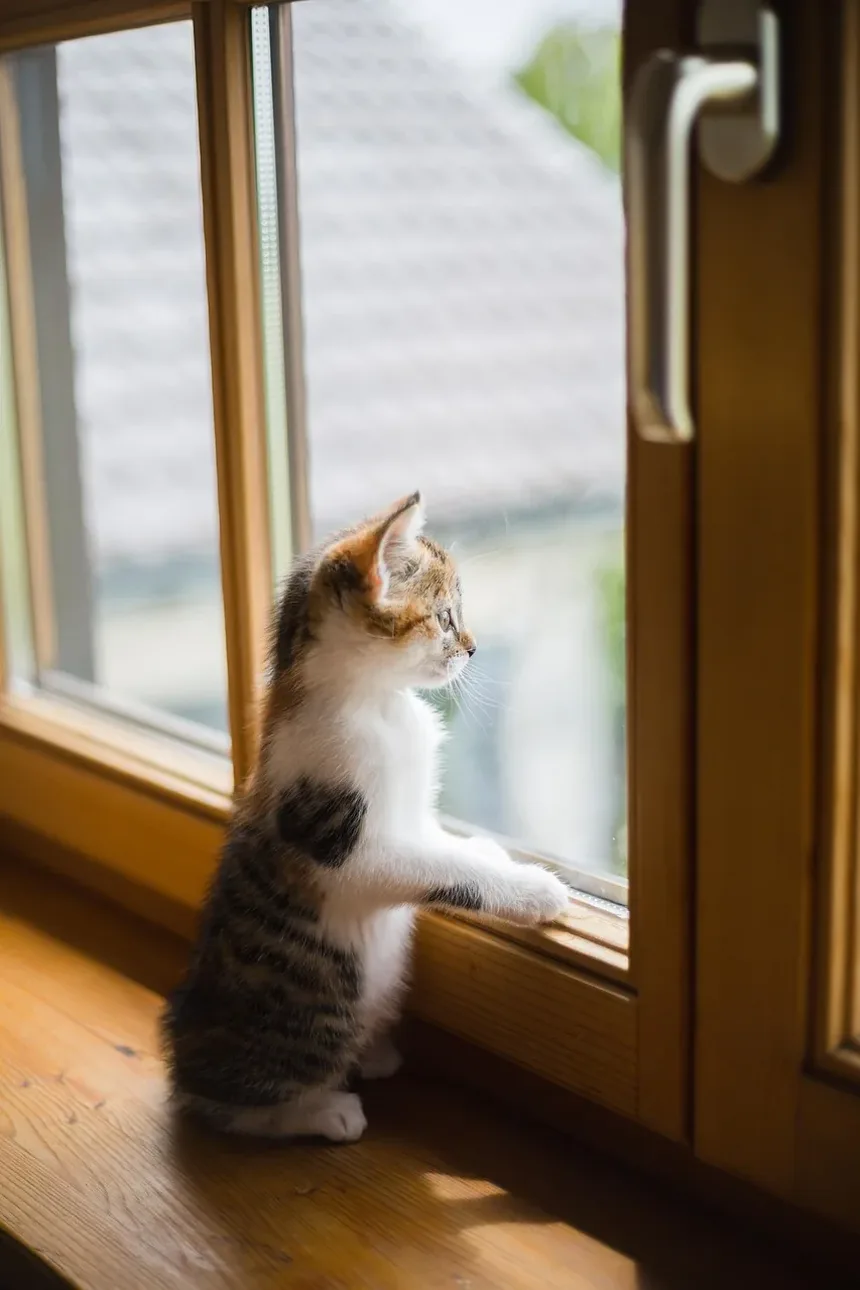 Como Saber Se um Gato Está Doente?