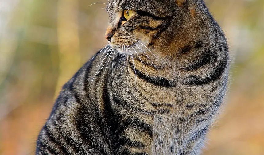 Como Saber Se um Gato Está Doente?