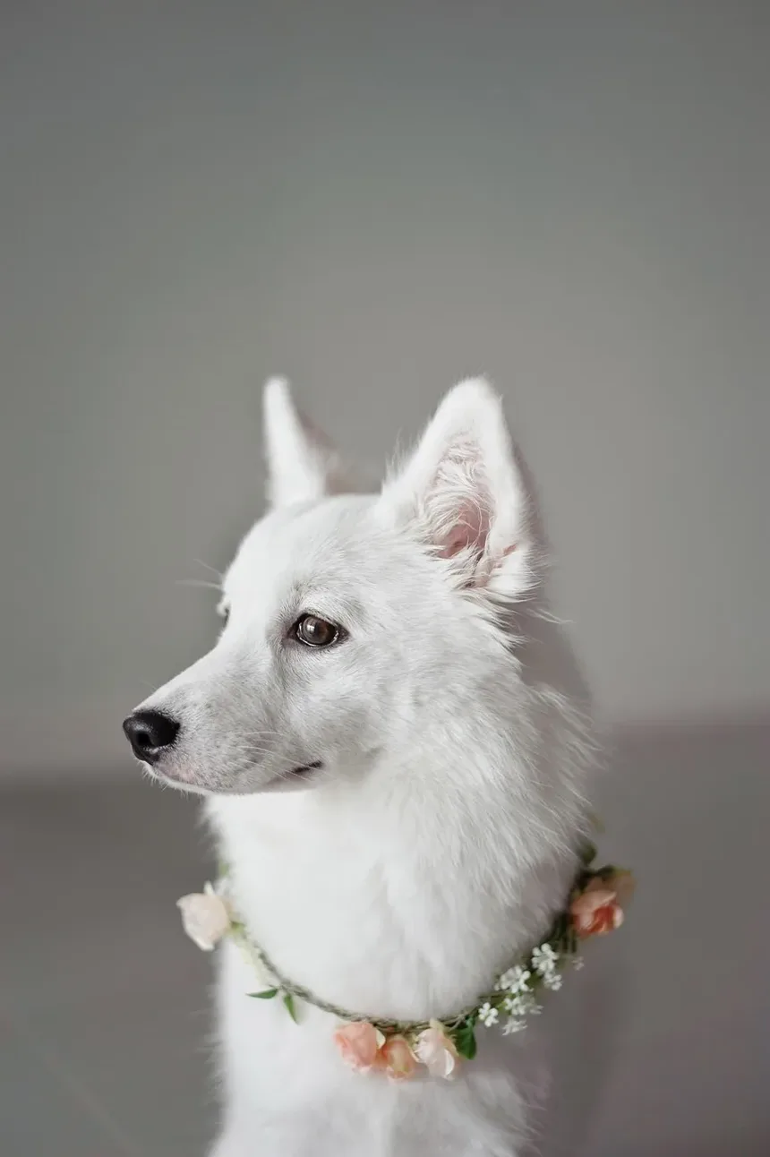 Quanto Tempo Leva para a Pata do Meu Cão Cicatrizar?