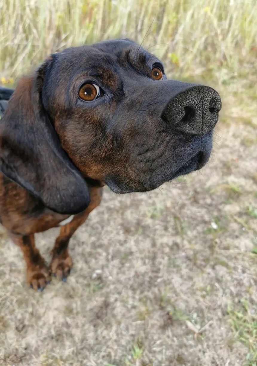 Quanto Tempo Leva para a Pata do Meu Cão Cicatrizar?