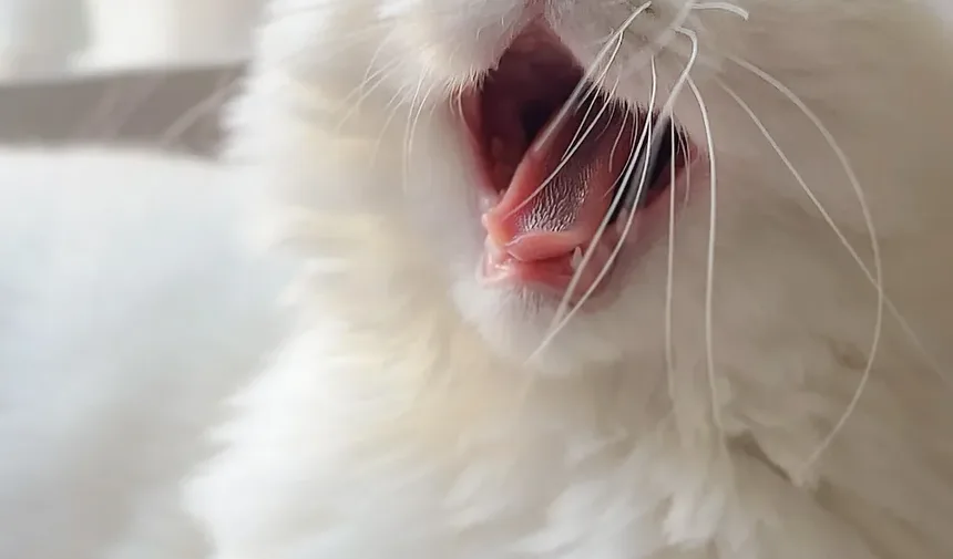 Com que frequência devo dar banho no meu gato Sphynx?