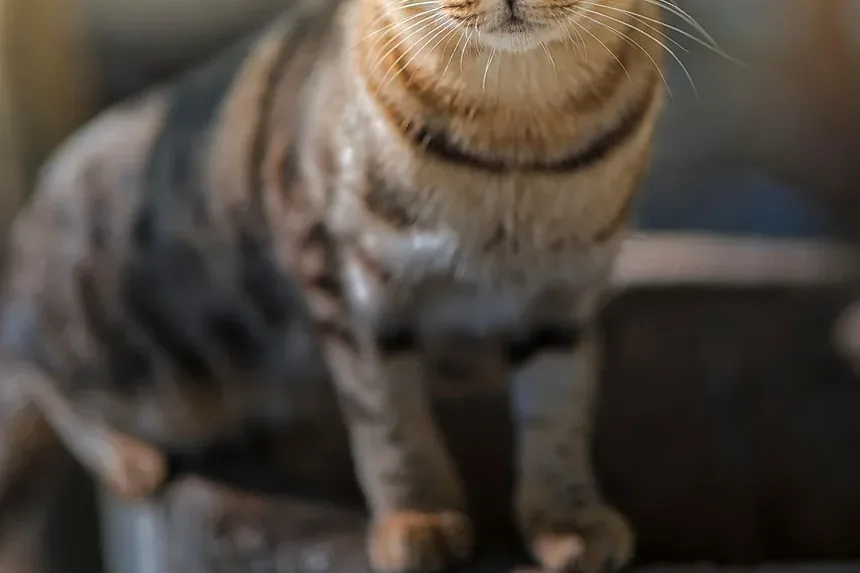 Com que frequência devo dar banho no meu gato Sphynx?