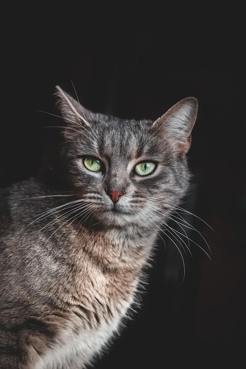 Com que Frequência Devo Limpar os Dentes do Meu Gato?