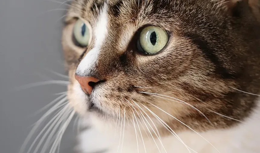Com que Frequência Devo Limpar os Dentes do Meu Gato?