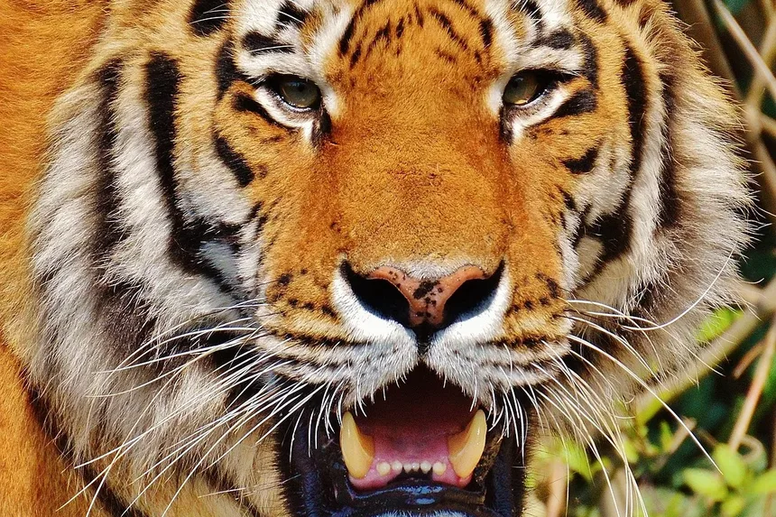 Com que Frequência Devo Limpar os Dentes do Meu Gato?