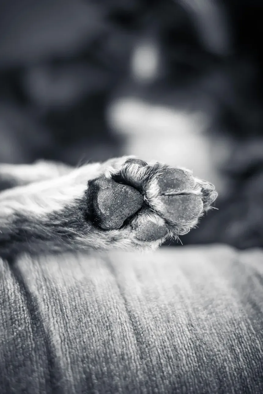 Como Cuidar de Cães Idosos: Dicas Essenciais para Proprietários de Cães Seniores