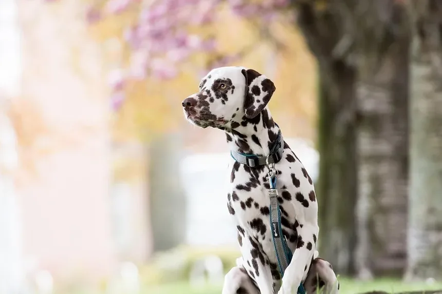 Como Cuidar de Cães Idosos: Dicas Essenciais para Proprietários de Cães Seniores