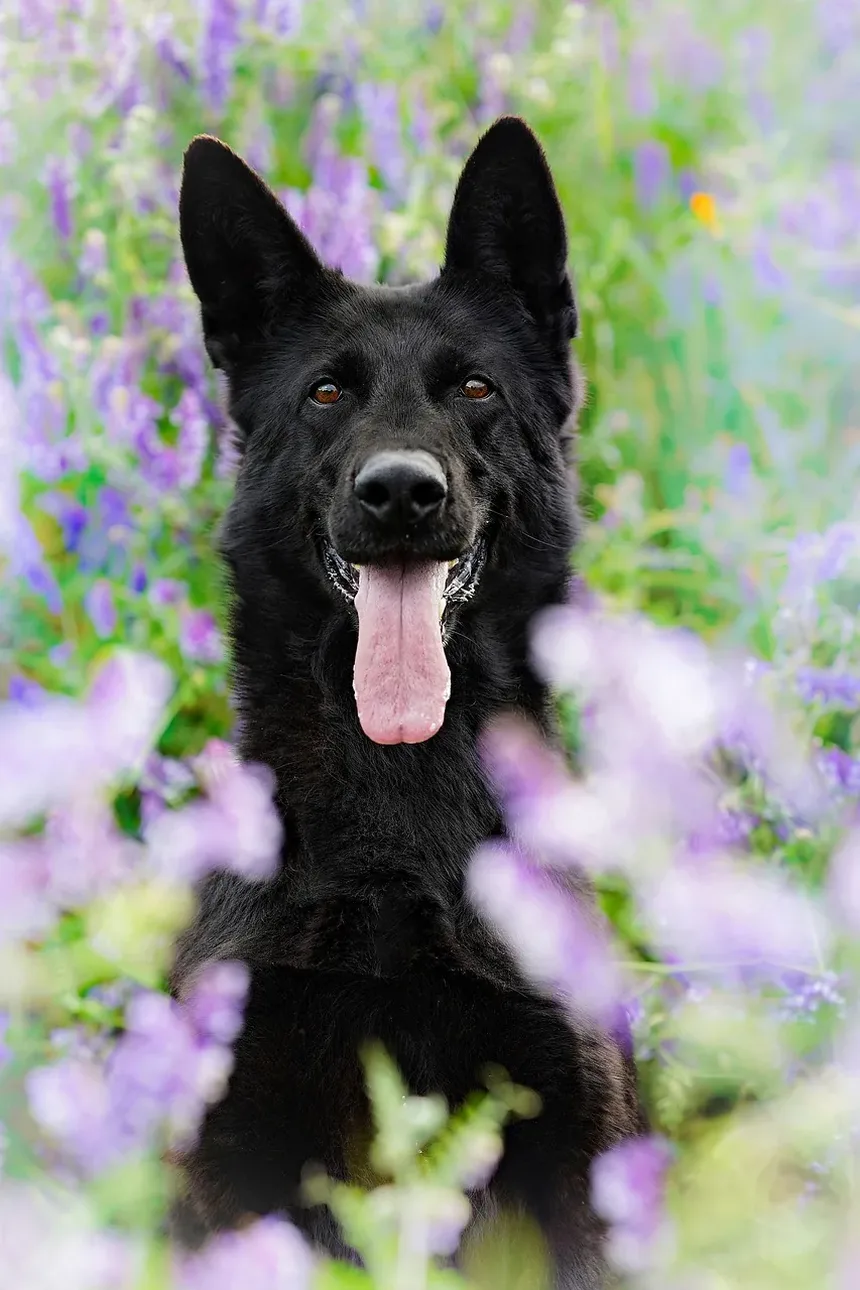 Como Cuidar dos Dentes de Cães Idosos: Dicas Essenciais para Donos de Cães Sênior