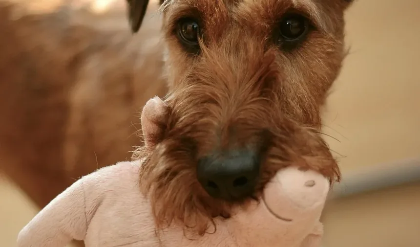 Como Cuidar dos Dentes de Cães Idosos: Dicas Essenciais para Donos de Cães Sênior