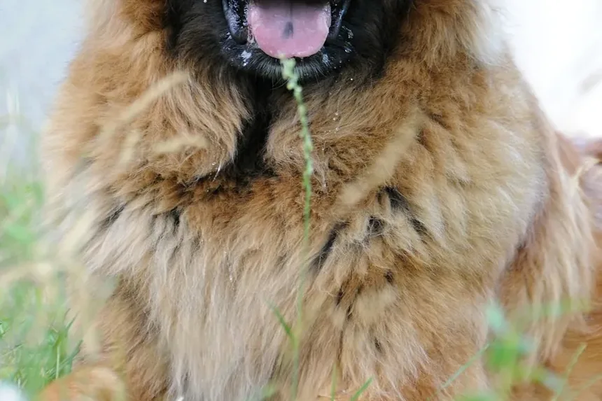 Como Cuidar dos Dentes de Cães Idosos: Dicas Essenciais para Donos de Cães Sênior