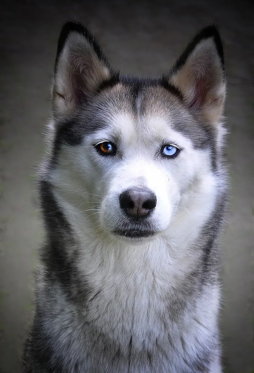 Como Verificar o Peso do Meu Cão: Um Guia Completo
