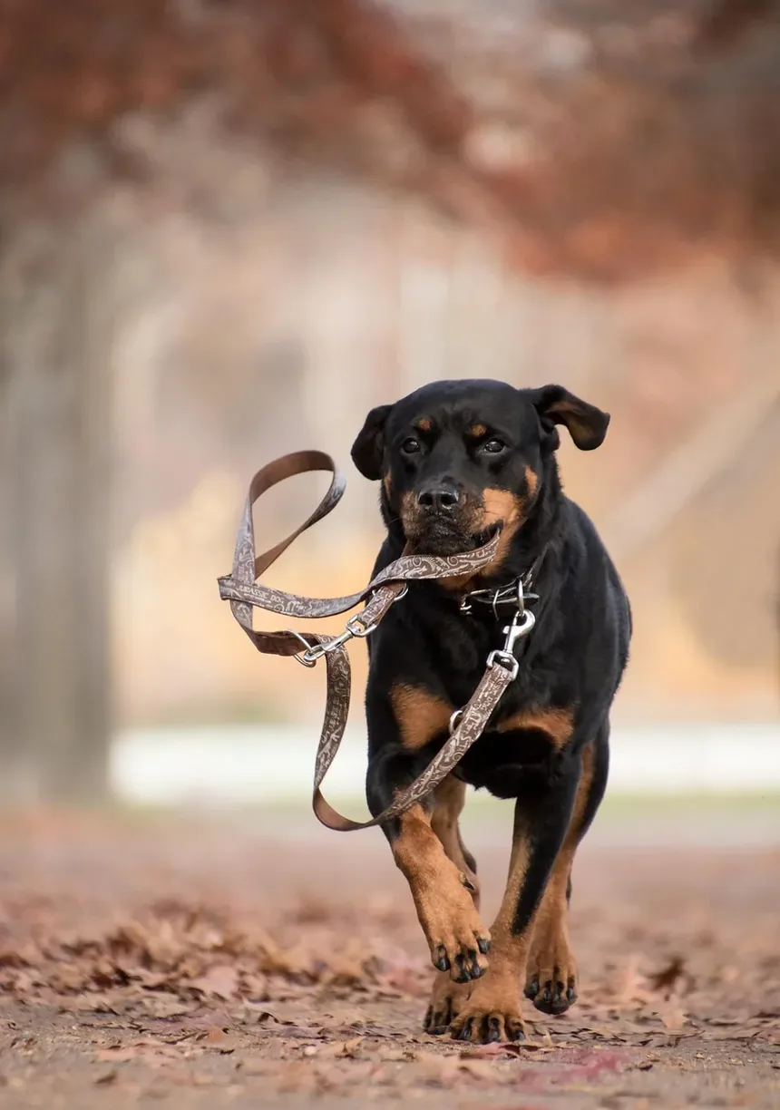 Como Verificar o Peso do Meu Cão: Um Guia Completo