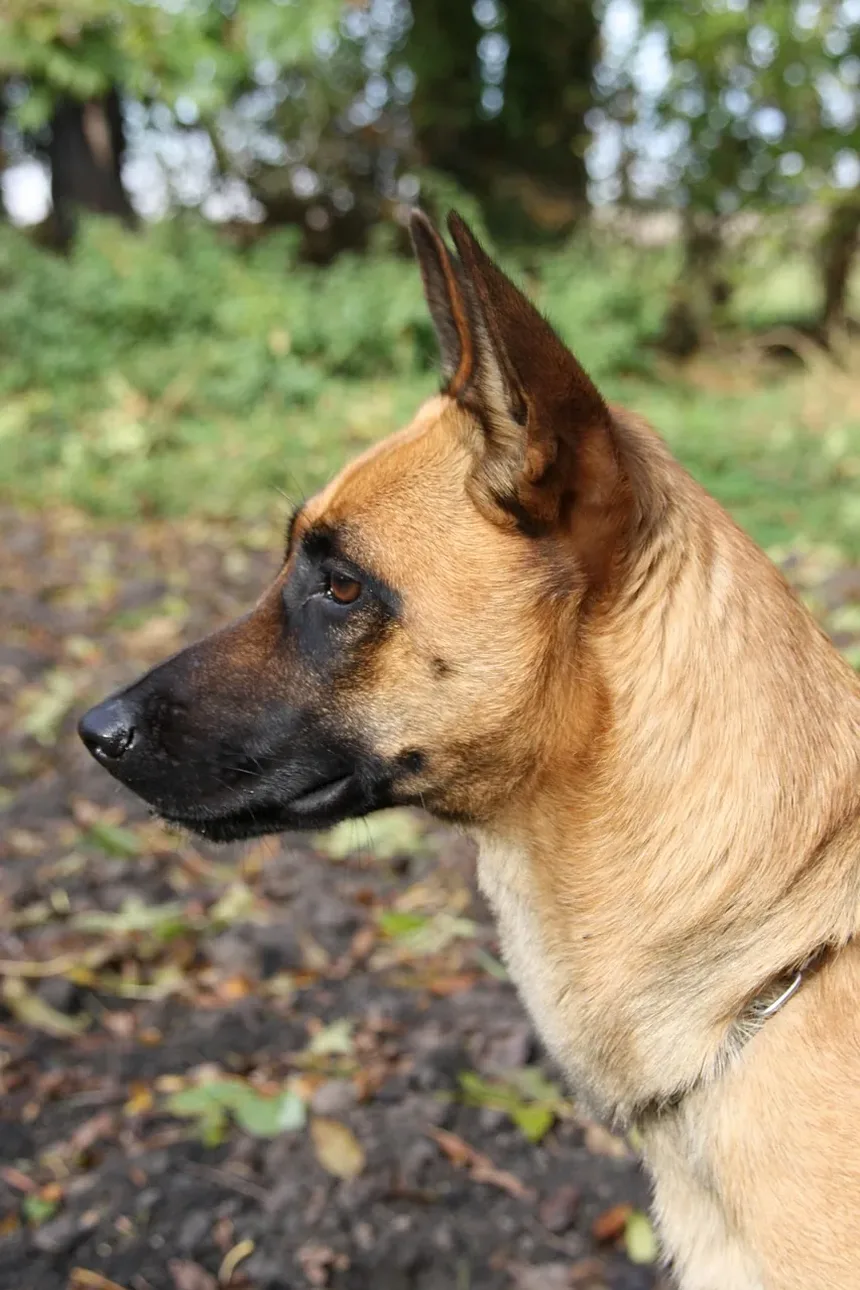 Como Cortar as Unhas Longas do Cachorro: Um Guia Completo