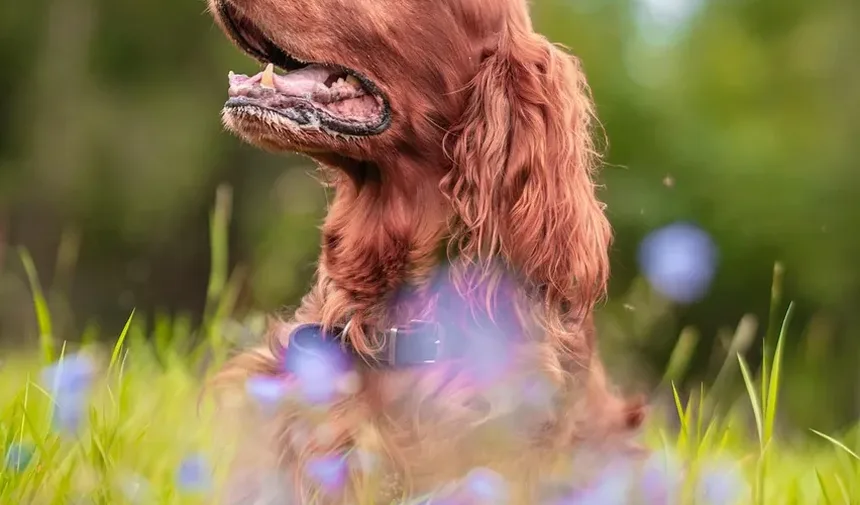 Como Cortar as Unhas Longas do Cachorro: Um Guia Completo