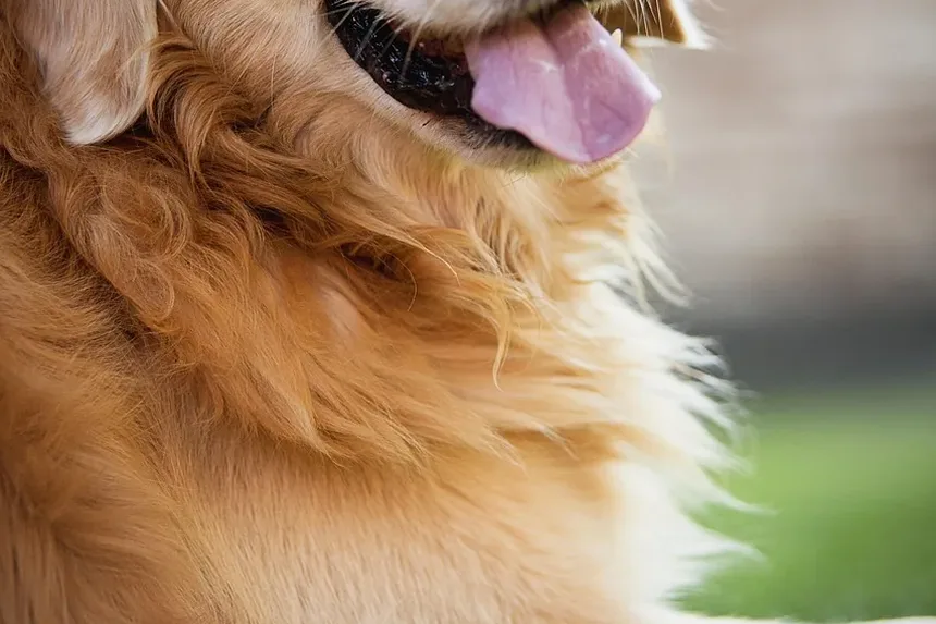 Como Cortar as Unhas Longas do Cachorro: Um Guia Completo