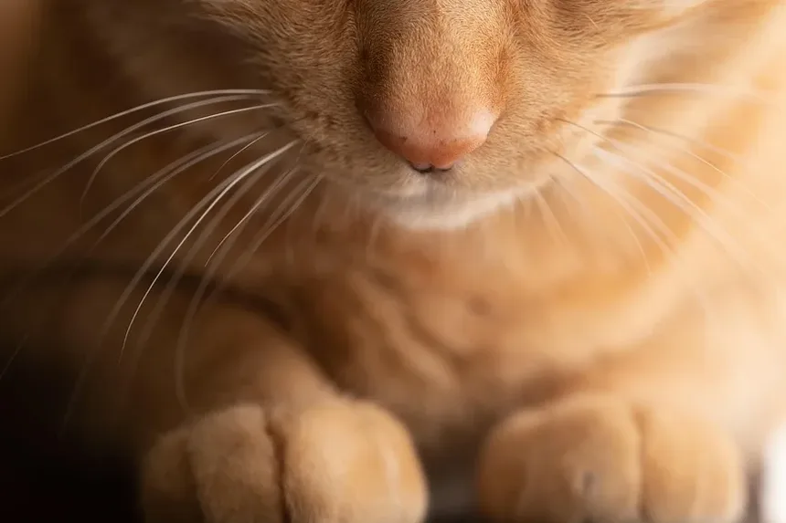 Como Lidar com Alergias a Caspa de Gato: Estratégias Eficazes para Alívio