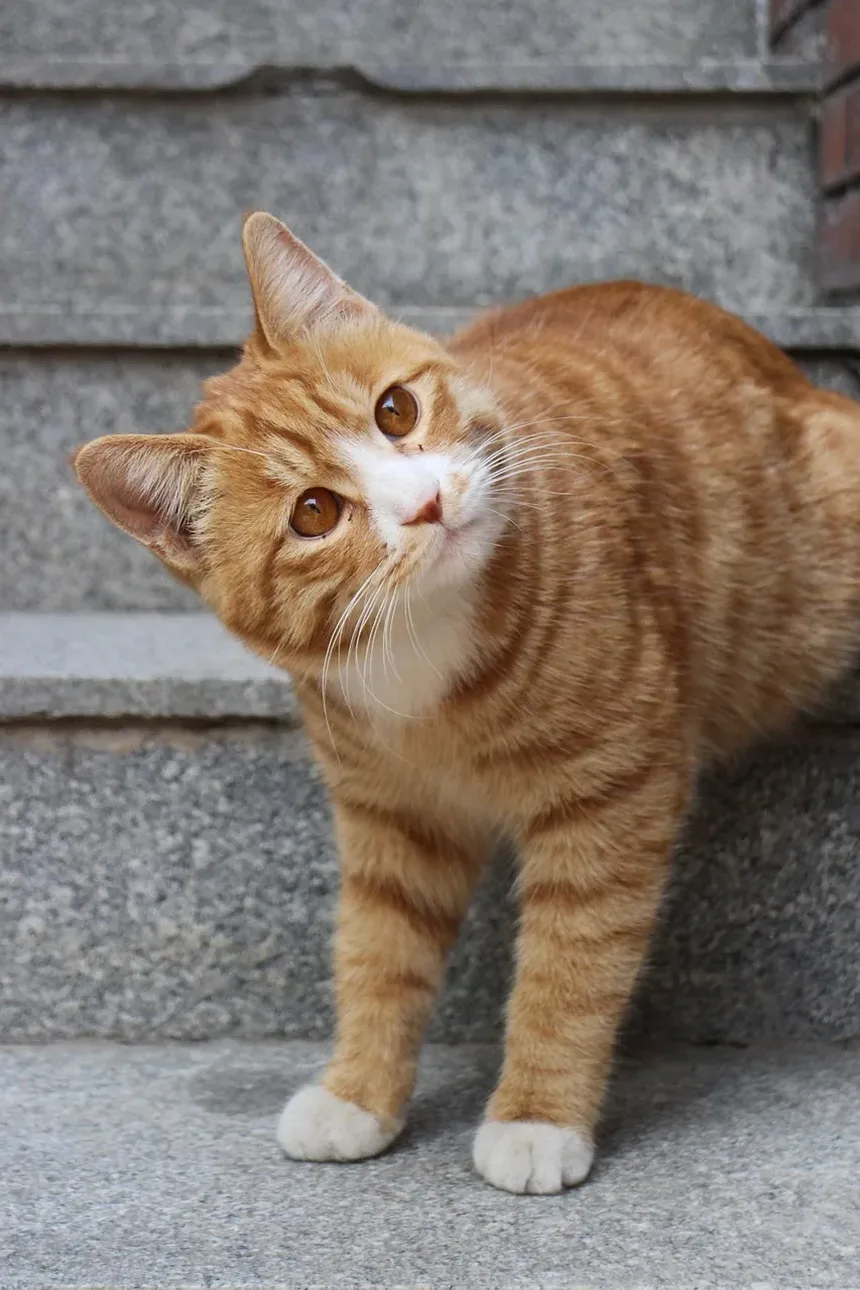 Como Fazer Compressões Torácicas em um Gato: Um Guia Passo a Passo