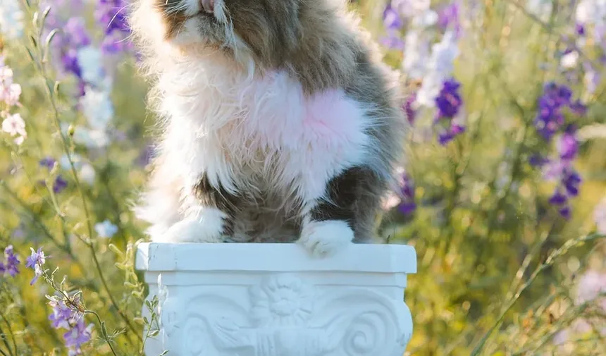 Como Fazer Compressões Torácicas em um Gato: Um Guia Passo a Passo